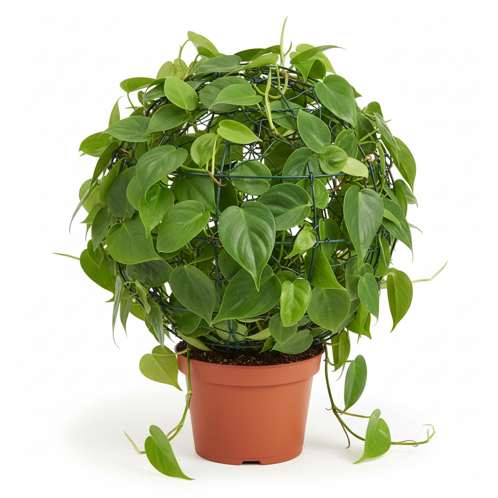 Philodendron Scandens Green Wire Ball