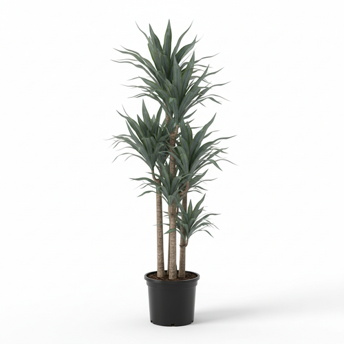 Dracaena Glauca 3in1 - White Background