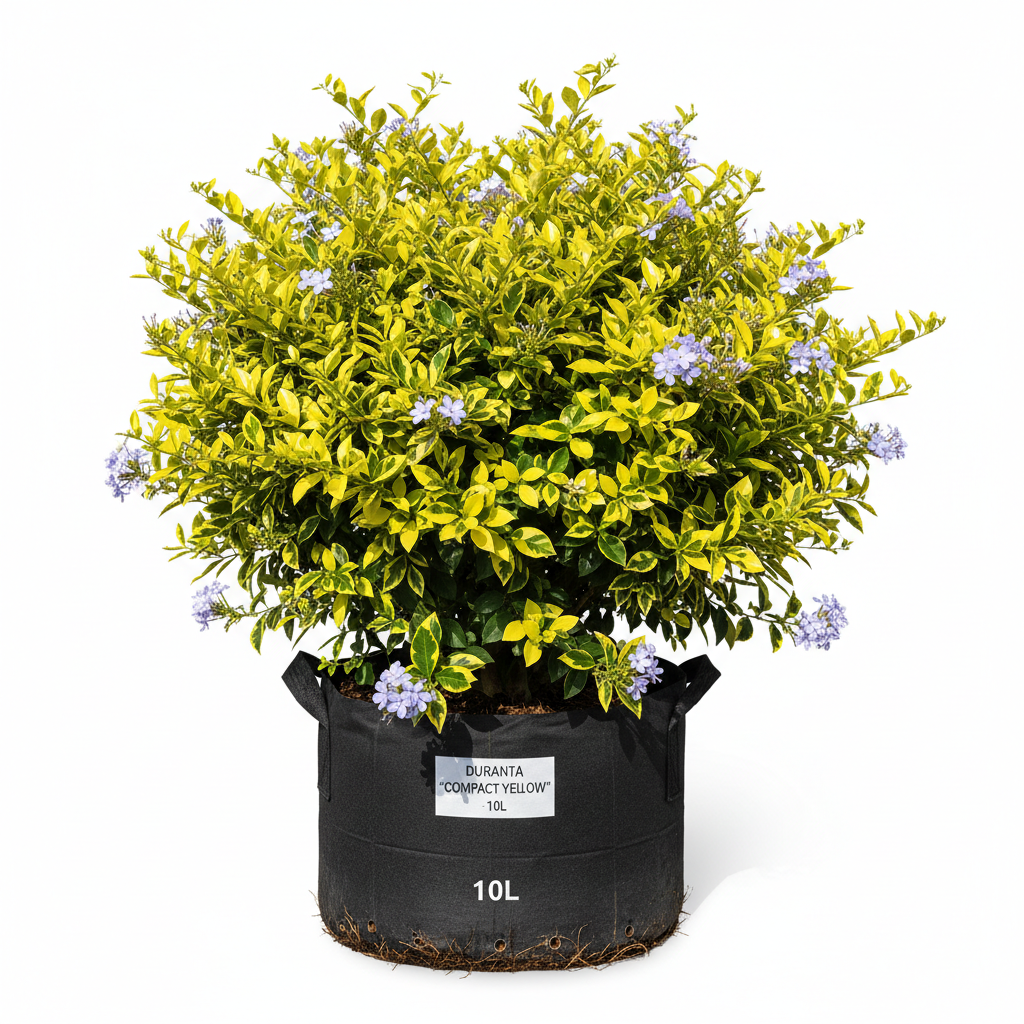 Durantha Compact Yellow 10L in nursery bag - product shot