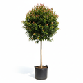 Syzigium Paniculatum 10L STD - product shot