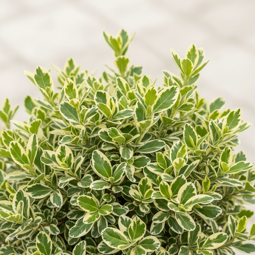 Euonymus Variegata Special - Close Up