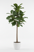 Ficus Bushy Lyrata full plant