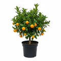 Citrus Mini Me Naartjie 16.5cm in nursery pot - product shot