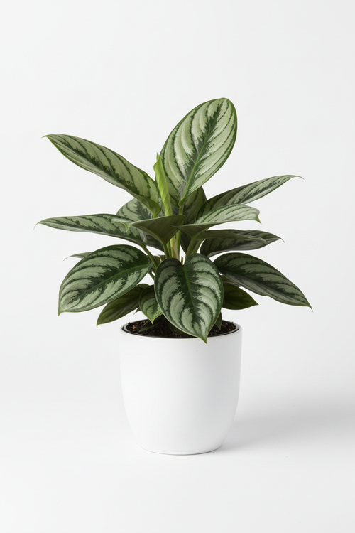 Aglaonema Maria full plant