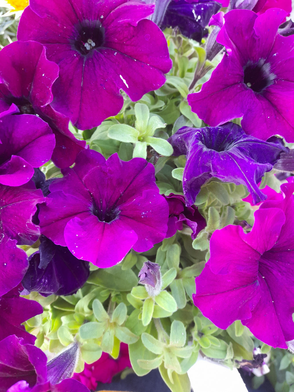 Petunia Seedlings 6-Pack