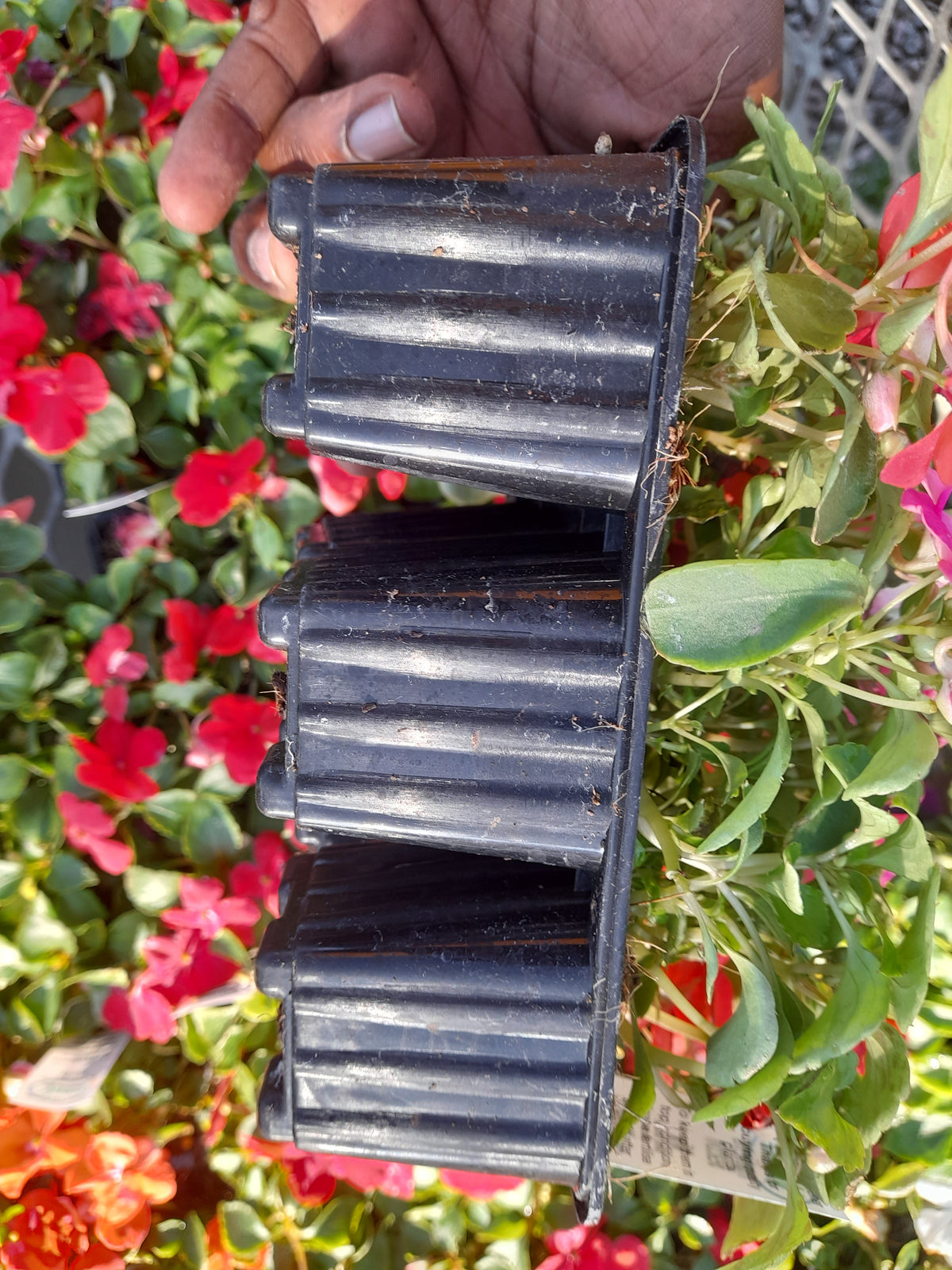 Impatiens Beacon Seedlings