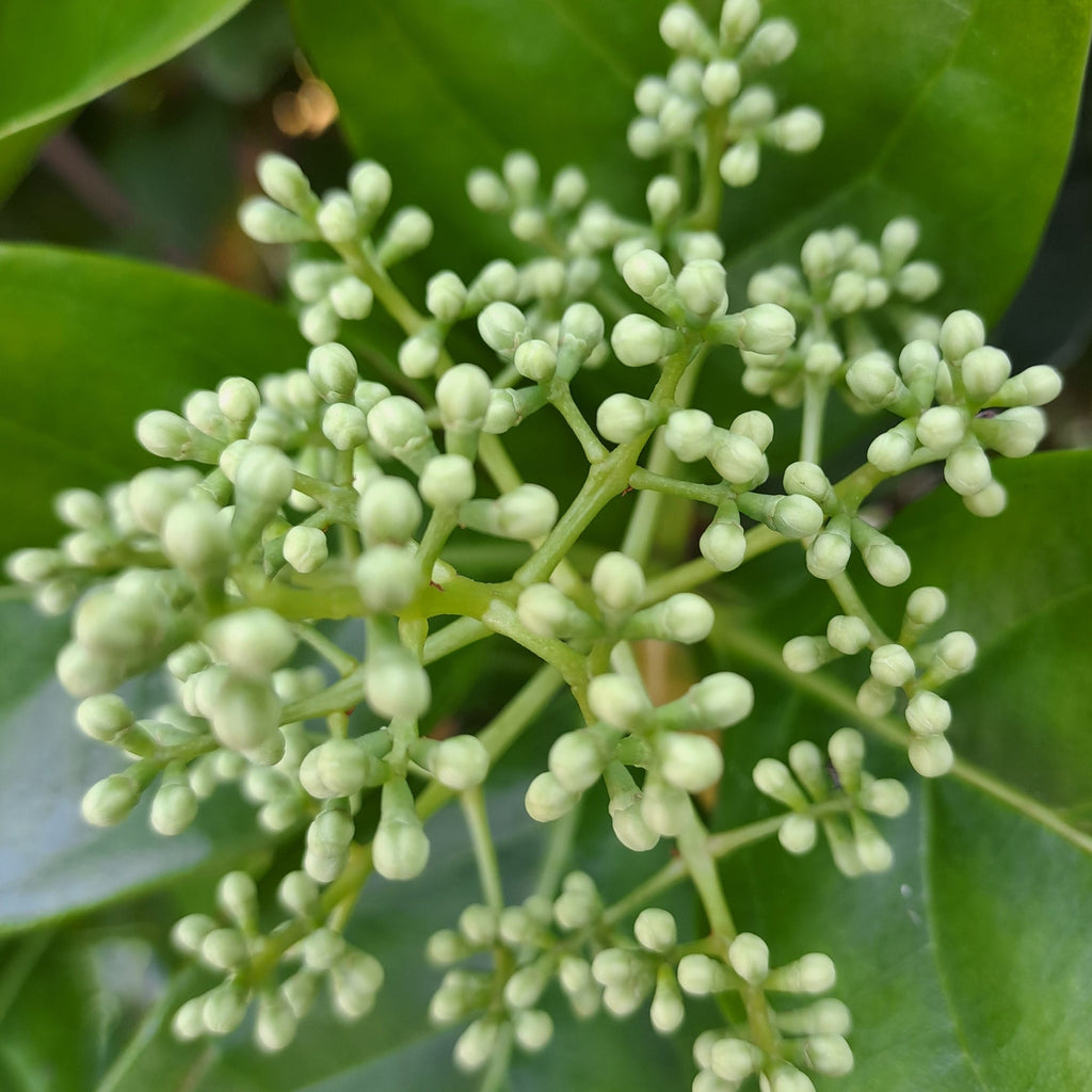 Viburnum sinensis (Sweet Viburnum)