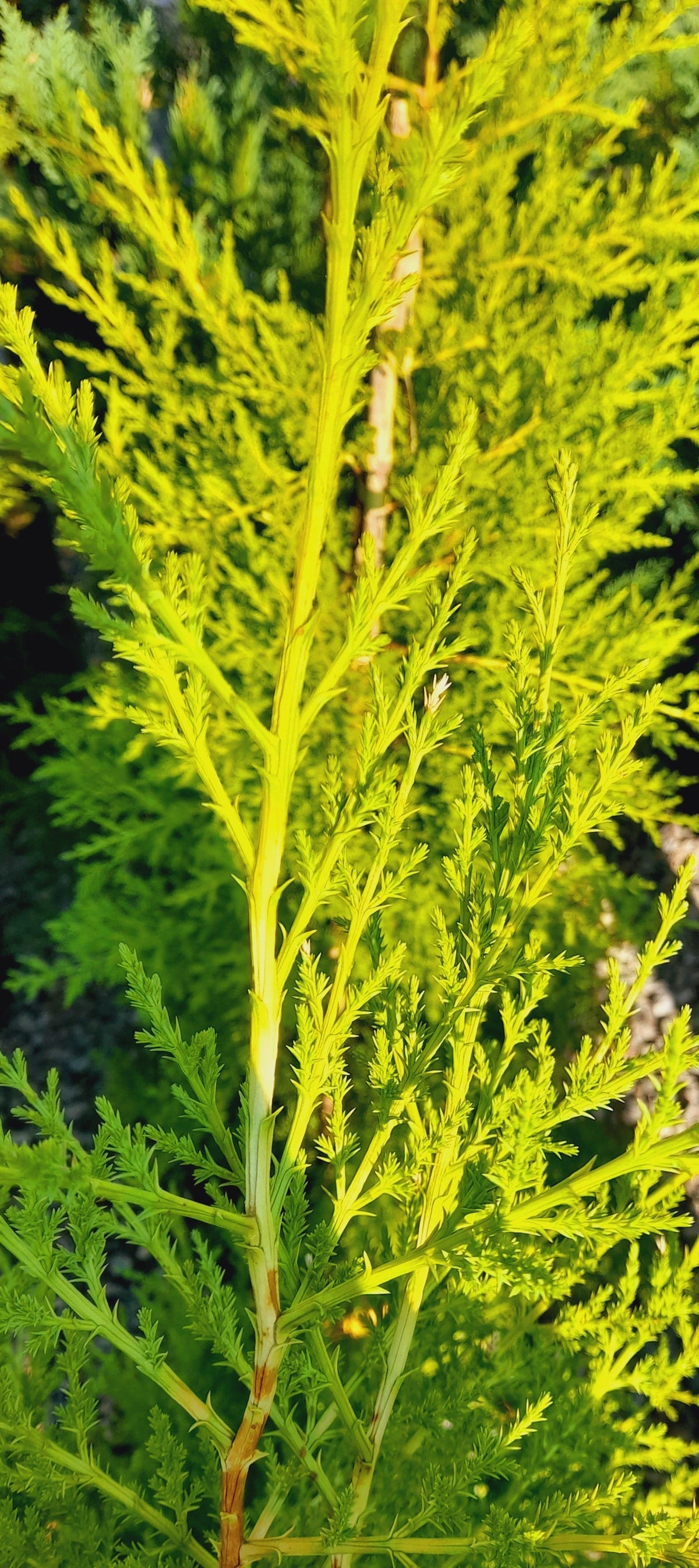 Cupressus Gold Crest 20kg