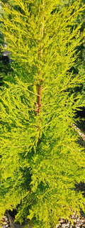 Cupressus Gold Crest 20kg