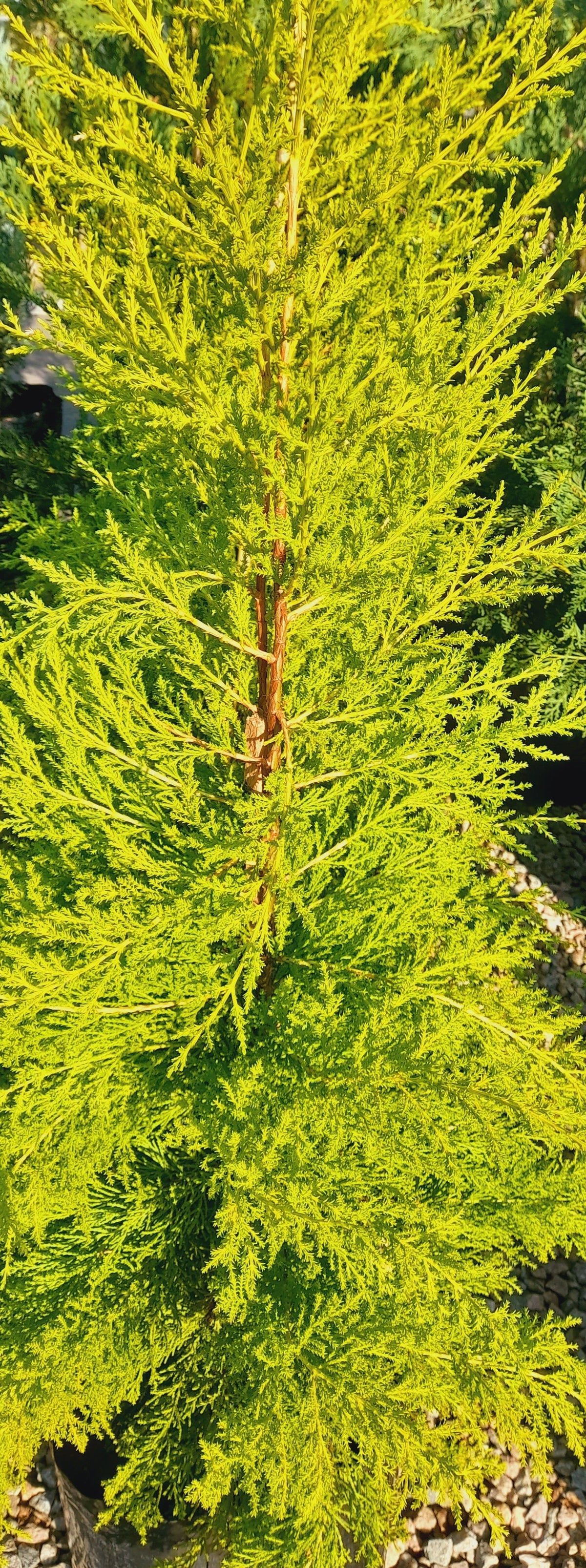 Cupressus Gold Crest 20kg