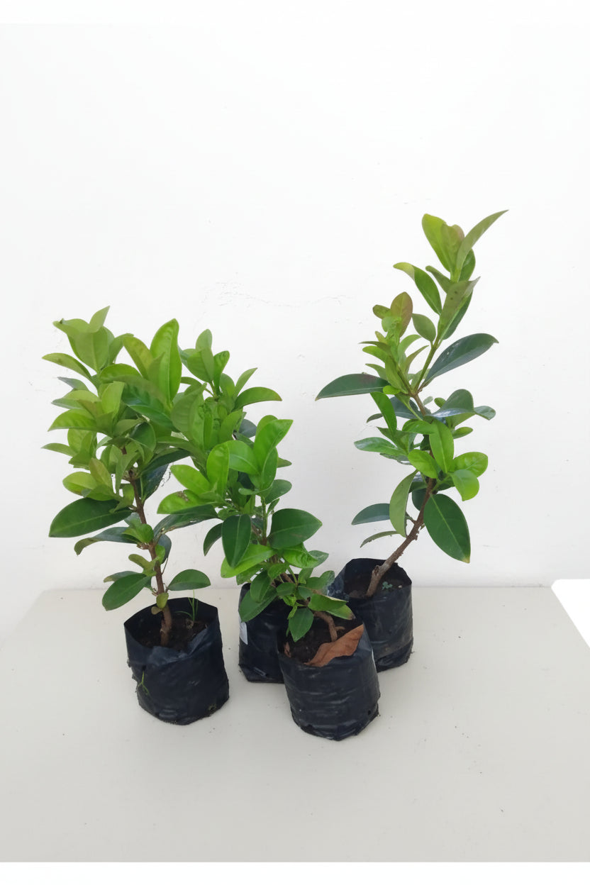 Viburnum sinensis (Sweet Viburnum)