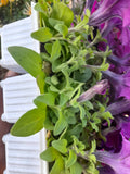 Petunia Seedlings 6-Pack