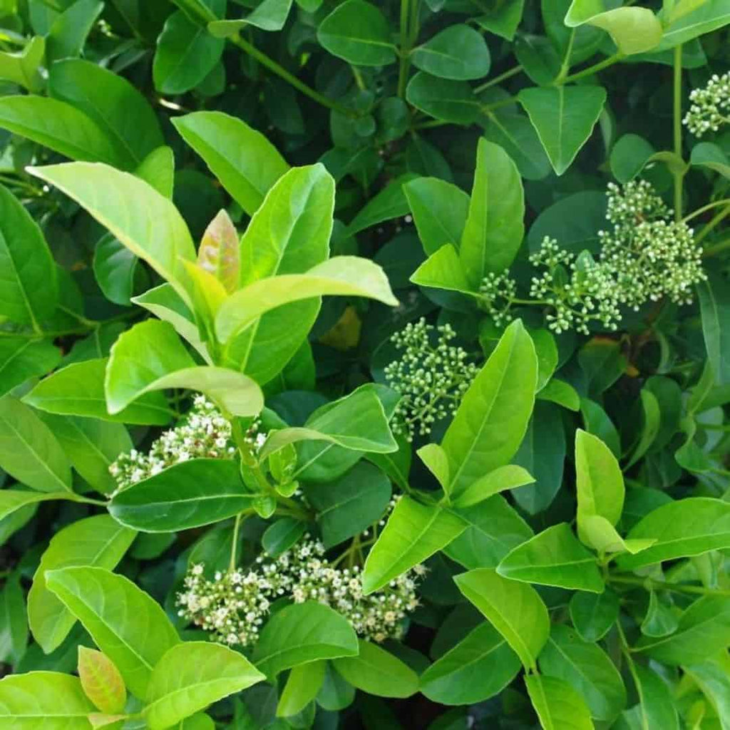 Viburnum sinensis (Sweet Viburnum)