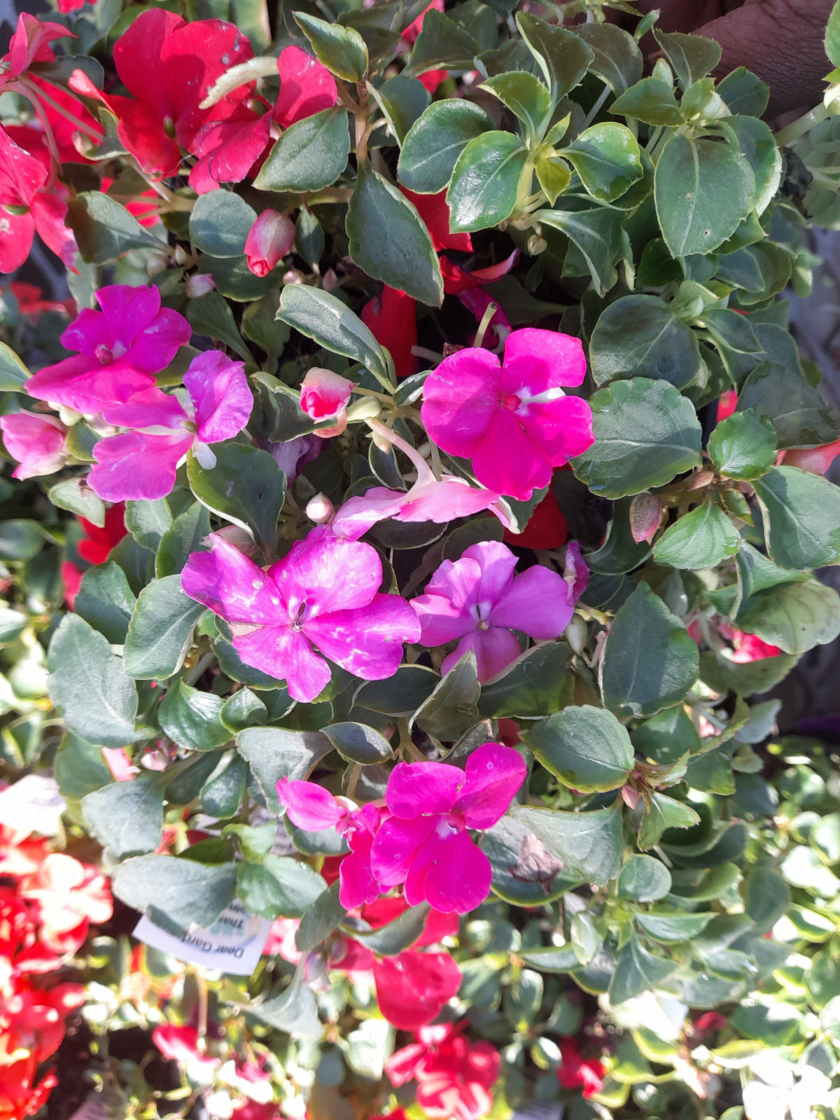 Impatiens Beacon Seedlings